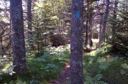 Marked path of Eastern Knubble Trail
